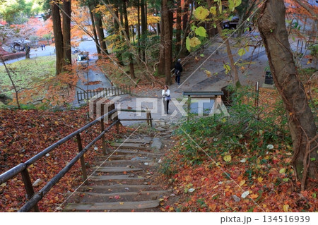 The colored autumn leaves, koyo, at Chusonji Buddhist Temple in Hiraizumi town, Iwate prefecture of Japan in mid-November 134516939