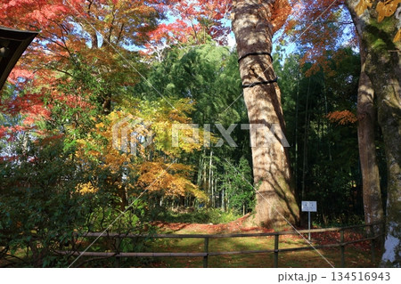 The colored autumn leaves, koyo, at Chusonji Buddhist Temple in Hiraizumi town, Iwate prefecture of Japan in mid-November 134516943