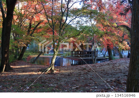 The colored autumn leaves, koyo, at Chusonji Buddhist Temple in Hiraizumi town, Iwate prefecture of Japan in mid-November 134516946