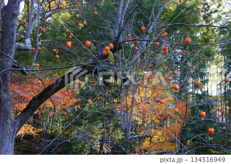 The colored autumn leaves, koyo, at Chusonji Buddhist Temple in Hiraizumi town, Iwate prefecture of Japan in mid-November 134516949