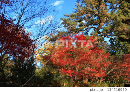 The colored autumn leaves, koyo, at Chusonji Buddhist Temple in Hiraizumi town, Iwate prefecture of Japan in mid-November 134516950