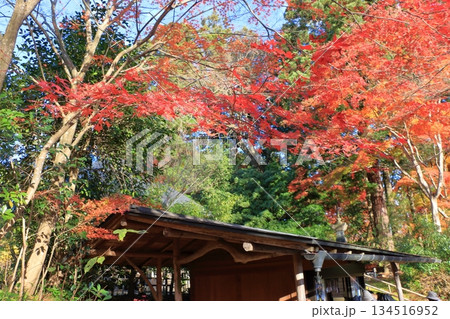 The colored autumn leaves, koyo, at Chusonji Buddhist Temple in Hiraizumi town, Iwate prefecture of Japan in mid-November The colored autumn leaves, koyo, at Chusonji Buddhist Temple in Hiraizumi town, Iwate prefecture of Japan in mid-November 134516952