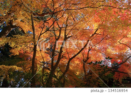 The colored autumn leaves, koyo, at Chusonji Buddhist Temple in Hiraizumi town, Iwate prefecture of Japan in mid-November 134516954