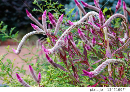 秋のガーデンで咲くノゲイトウの花 134516974