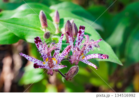 秋のガーデンに咲く美しいホトトギスの花のクローズアップ 134516992