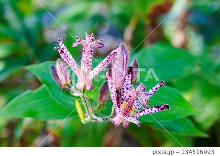 秋のガーデンに咲く美しいホトトギスの花のクローズアップ 134516993