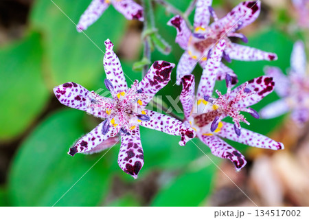 秋のガーデンに咲く美しいホトトギスの花のクローズアップ 134517002