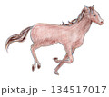 駆ける馬 134517017