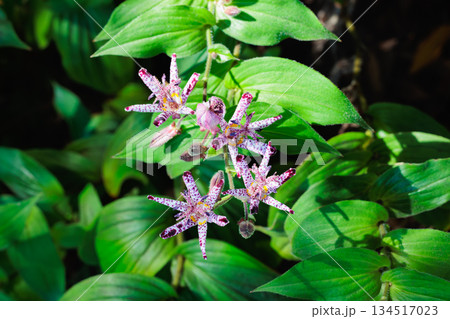 秋のガーデンに咲く美しいホトトギスの花 134517023