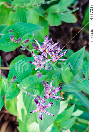 秋のガーデンに咲く美しいホトトギスの花 134517035