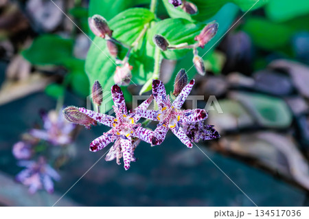 秋のガーデンに咲く美しいホトトギスの花 134517036
