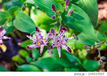 秋のガーデンに咲く美しいホトトギスの花 134517037