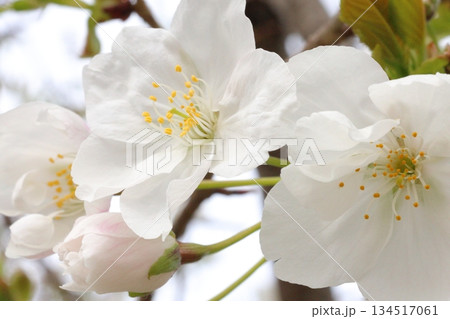 白い桜 134517061