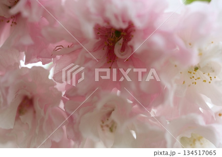 桜の花びら 桜の花びら 134517065