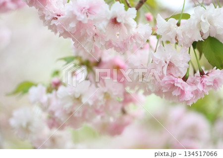 桜の花びら 134517066