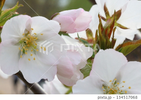 桜咲く 134517068