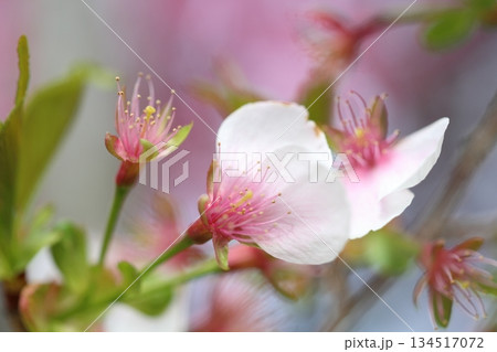 散った桜 134517072