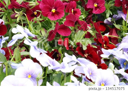 水色と赤のパンジー 134517075