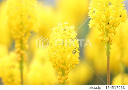 黄色い花 黄色い花 134517088