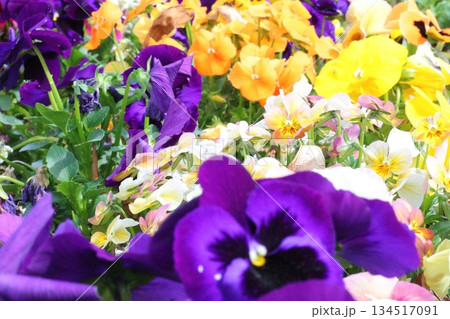 カラフルなパンジーの花 カラフルなパンジーの花 134517091