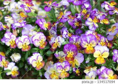 カラフルなパンジーの花 カラフルなパンジーの花 134517094