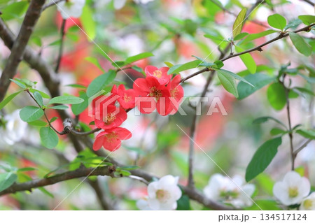 赤とピンクのボケの花 赤とピンクのボケの花 134517124