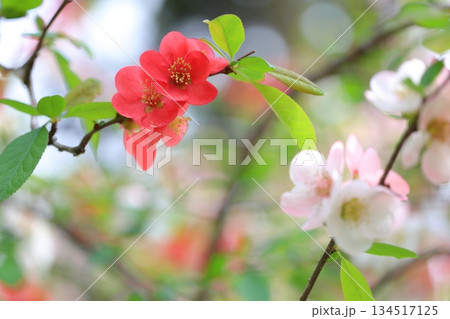 赤とピンクのボケの花 赤とピンクのボケの花 134517125