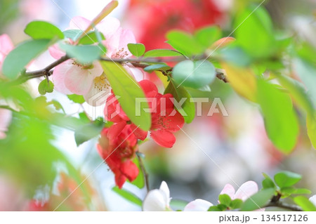 赤とピンクのボケの花 134517126