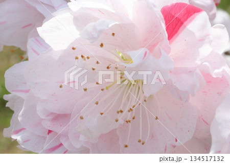 華やかな桃の花 華やかな桃の花 134517132