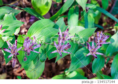 秋のガーデンに咲く美しい多くのホトトギスの花 134517144