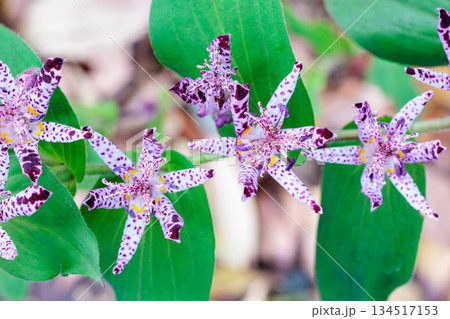秋のガーデンに咲く美しい多くのホトトギスの花 134517153
