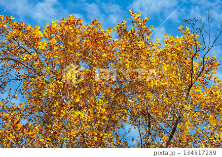 秋の青空に黄色く輝くユリノキの紅葉の光景 秋の青空に黄色く輝くユリノキの紅葉の光景 134517289