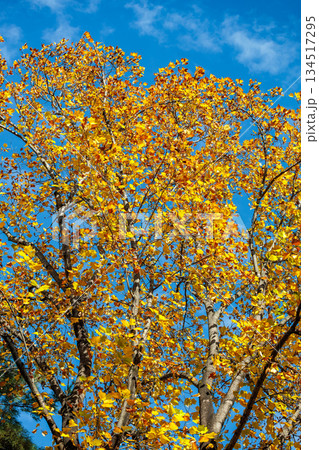 秋の青空に黄色く輝くユリノキの紅葉の光景 秋の青空に黄色く輝くユリノキの紅葉の光景 134517295