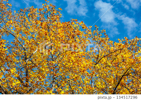 秋の青空に黄色く輝くユリノキの紅葉の光景 134517296
