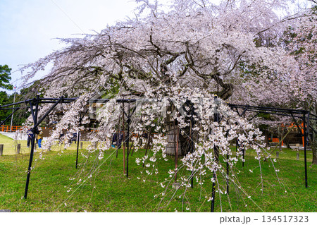 【世界遺産 古都京都の文化財】【山城国一宮】上賀茂神社の斎王桜2 京都府京都市北区 【世界遺産 古都京都の文化財】【山城国一宮】上賀茂神社の斎王桜2 京都府京都市北区 134517323