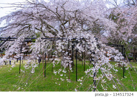 【世界遺産　古都京都の文化財】【山城国一宮】上賀茂神社の斎王3桜　京都府京都市北区 134517324