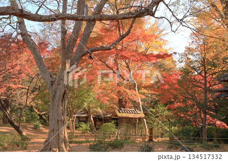 東京都　六義園　心泉亭付近 134517332