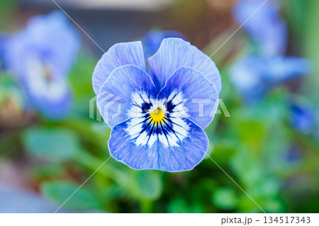 秋のカーデンに咲く美しいビオラの花 秋のカーデンに咲く美しいビオラの花 134517343