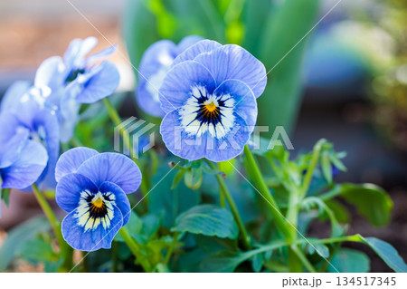 秋のカーデンに咲く美しいビオラの花 秋のカーデンに咲く美しいビオラの花 134517345