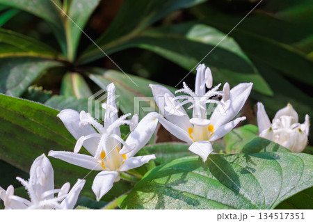 秋のガーデンに咲く美しいシロホトトギスの花のクローズアップ 134517351