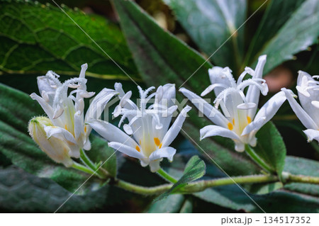 秋のガーデンに咲く美しいシロホトトギスの花のクローズアップ 134517352