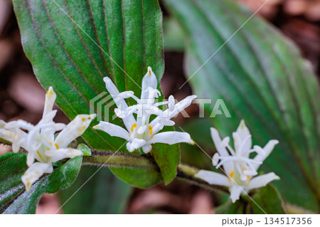 秋のガーデンに咲く美しいシロホトトギスの花のクローズアップ 134517356