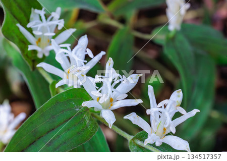 秋のガーデンに咲く美しいシロホトトギスの花のクローズアップ 134517357