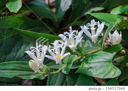秋のガーデンに咲く美しいシロホトトギスの花 134517368