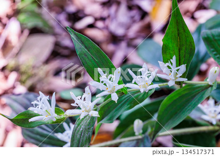 秋のガーデンに咲く美しいシロホトトギスの花 134517371