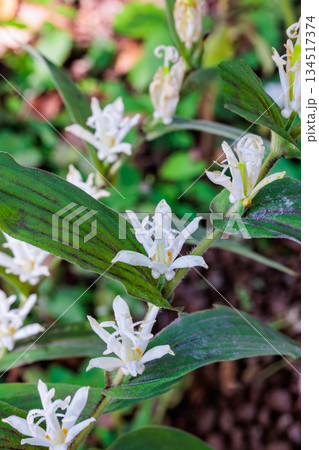 秋のガーデンに咲く美しいシロホトトギスの花 134517374