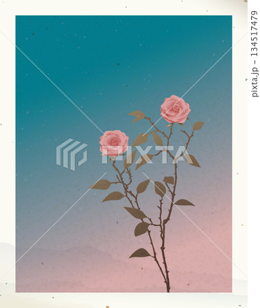 Old photograph of silhouette pink roses with twilight sky background with stained effect graphic illustration have blank space. Old photograph of silhouette pink roses with twilight sky background with stained effect graphic illustration have blank space. 134517479