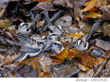 エナガの水浴び 134517522