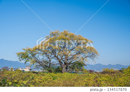 桂川河川敷に立つ黄葉した木　京都市 134517870