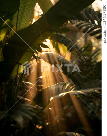 Beautiful Golden Sunlight Beams Piercing through Dense Tropical Green Leaves in Jungle, Ethereal Forest Atmosphere with Bright Sun Rays and Natural Shadows, Tropical Nature Background. 134517880